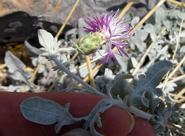 Centaurea scannensis / Fiordaliso del Sagittario